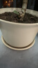 九千谷树脂花盆仿陶瓷矮款米色2个装 创意加厚花盆口径20.7cm含托4009 实拍图