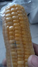 京鲜生 东北黄玉米净重3.6斤 8根*220g+ 真空包装加热即食 源头直发 实拍图