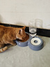 甜浪海猫碗双碗自动喂食器不锈钢狗盆幼猫吃饭喝水防打翻饮水机宠物食盆 实拍图