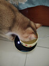 licheers恒温猫咪饮水机酸奶机恒温加热温水碗宠物陶瓷保温喝水碗 350ml 实拍图