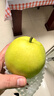 京地达梨砀山翠玉梨香梨梨子新鲜水果净重4.8斤单果250g+源头直发包邮 实拍图