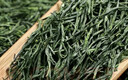 陈一凡毛尖茶叶绿茶 雨前春茶2025新茶一级浓香型炒青绿茶叶袋装250克 实拍图
