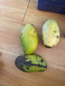 【双十一热卖】玉芒水果芒果新鲜上市 带箱2斤【单果300g+】 实拍图