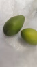 鲜木正常发货500g潮汕金灶特产青橄榄果现摘新鲜甜种橄榄柑榄青果无渣 1斤 实拍图