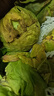 包菜新鲜卷心菜大头菜农户自种当季绿叶蔬菜绿甘蓝 绿甘蓝 5斤 实拍图