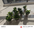 双盟 绿萝盆栽除甲醛花卉绿植办公室新房净化空气110款10盆装源头直发 实拍图