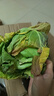 包菜新鲜卷心菜大头菜农户自种当季绿叶蔬菜绿甘蓝 绿甘蓝 5斤 实拍图