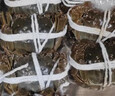 【活蟹】阳澄联合鲜活大闸蟹现货全母2.0-2.3两 6只生鲜螃蟹大只去绳足重海鲜礼盒 实拍图