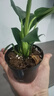 大叶金钻绿公主盆栽植物除甲醛绿植办公室四季常青室内客厅摆放花 【1盆】金钻+基地原盆 含盆高度15-20厘米 实拍图
