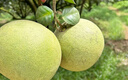 京鲜生泰国金柚 黄心蜜柚 4粒礼盒 单果1kg+ 【泰国皇室同款】源头直发 实拍图