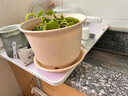 九千谷树脂花盆仿陶瓷矮款米色2个装 创意加厚花盆口径20.7cm含托4009 实拍图