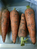 京喜加新鲜现挖现发胡萝卜农家自种蔬菜水果沙地红萝卜 带泥胡萝卜2斤 含箱 实拍图
