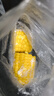 十月稻田 黄糯玉米 3.52斤(220g*8根) 25年新玉米 低脂粗粮 早餐 联名款 实拍图