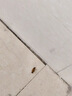 拜灭士热门商品拜耳蟑螂药杀蟑胶饵一窝室内全窝端虫卵双杀宠物友好5g 实拍图