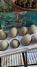 鄱湖鸭舍 无铅松花蛋皮蛋溏心松花皮蛋无铅工艺变蛋厂家麻鸭蛋批发 60-70克/枚【10枚-优惠】 实拍图