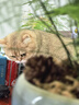 笑宠鱼油猫条100支整箱囤货三文鱼缓解掉毛猫零食罐头成幼猫猫条 鱼油猫条*50支+猫草猫条*50支 实拍图