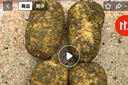 昭通天麻;ZHAOTONG RHIZOMA GASTRODIAE天麻 云南昭通新鲜天麻 小草坝深山老林乌天麻 滋补食材 非 黄金 大果（4-5个每斤） 1斤试吃 实拍图