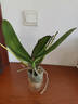 蝴蝶兰盆栽带花剑四季开花客厅室内兰花大苗桌面无花苞花好养易活 【主图款】---【包开花】送营养液2包 带2支花剑 实拍图