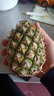 正宗海南金钻凤梨新鲜水果当季树上熟芒果凤梨【催熟食用】 1粒装单果500g-650g【7成熟，催熟再吃】 实拍图