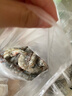 GUO LIAN国联 国产盐冻大虾 无冰净重3斤 特大号45-60只 白对虾海鲜生鲜 实拍图