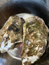 贝司令 鲜活乳山生态生蚝3XL 净重4斤 10-15只 生鲜源头直发 实拍图
