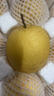 东鲜丰山西雪花梨酥梨冰糖雪梨贡梨新鲜梨子水果现摘现发高品质水果整箱 净重5斤精选大果【75-85mm】 实拍图