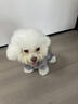 POPOCOLA小狗狗衣服羽绒秋冬季泰迪比熊雪纳瑞小型犬宠物保暖棉服冬装 灰色四脚面包服 M【建议6-8斤】 实拍图