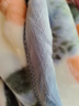 水星家纺毛毯冬季加厚加绒拉舍尔毯子双层铺床盖毯可机洗约7.2斤200×230cm 实拍图
