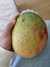 京鲜生 攀枝花凯特芒果 净重4.5斤 单果700g 生鲜水果 源头直发 实拍图