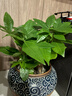 ⭐【包活】发财树盆栽鲜花绿植物办公室内吸甲醛绿萝文竹水培易养 三杆优质发财树【原盆】 实拍图
