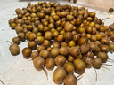 京觅 云南姑娘果5斤装带箱 灯笼果黄菇娘洋姑娘果 新鲜水果 源头直发 实拍图