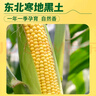 十月稻田 四平黄甜糯玉米 8根 3.52斤 东北黏玉米棒 真空包装 非转基因 实拍图