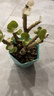 OEMG金钱木盆栽招财植物多肉老桩室内客厅办公室桌面四季好养绿植花卉 玉锦金钱木3-5枝头+（原厂塑料盆） 招财植物 15天包活 实拍图