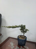 花无痕 迎客松造型盆栽 办公桌阳台松柏树苗地柏盆栽 庭院常青四季绿植 3年苗30cm左右 实拍图
