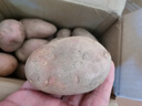 【真便宜】红皮土豆高原黄心土豆马铃薯红皮黄心洋芋 蔬菜水果 红皮土豆 5斤 单果1-3两 实拍图