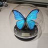 大蓝闪蝶标本【真蝴蝶标本】稀有进口天堂凤蝶摆件 大蓝闪蝶 球型摆件 实拍图