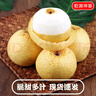 京地达砀山酥梨净重9斤大果约350g 新鲜现摘 雪梨贡梨子 源头直发 包邮 实拍图