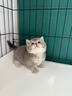 涴喵 纯种宠物猫咪活体金银渐层幼猫全程辅助养猫签订合同双重保障 宠物级 矮脚曼基康 实拍图
