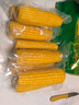 十月稻田 黄糯玉米 3.52斤(220g*8根)  杂粮粗粮 东北玉米 低脂早餐 新米 实拍图