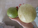 京觅芭乐 白心芭乐 福建白心芭乐土番石榴单果150g 净重3斤装 实拍图