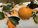 象山红美人正宗象山红美人柑橘【多地次日达】28号果冻橙年货节送礼盒 【超甜 | 甄选级】12枚单果200g+ 【自吃推荐-锁鲜装】颗颗精品 实拍图