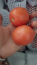 新鲜沙瓤大番茄生吃西红柿减肥早餐即食新鲜蔬菜生鲜单果＞100g 家庭装 4斤 带箱 实拍图