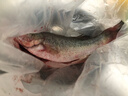 鲜活冲浪河鲈鱼400-500g/条 实拍图