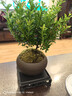 开时果 小叶赤楠盆景摆件 办公室桌面绿植花卉好养盆栽植物源头直发包邮 【推荐款】舍得紫砂盆+苔藓+底座 实拍图