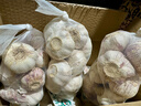 大蒜头出口品质网兜紫蒜蔬菜调料新鲜大果烧烤火锅食材 【精品网兜装】5斤装 2300g 实拍图