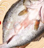 仙泉湖三去白蕉海鲈鱼1斤/条净膛冷冻刺少肉厚珠海特产500g生鲜食材 实拍图