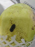 庾丰 芒果新鲜水果生鲜整箱当季大青皮芒 热带孕妇芒果 10斤装(净果9斤)单果200g+ 实拍图