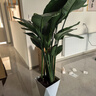 植男植女天堂鸟盆栽客厅室内好养大型落地绿植办公室大叶鹤望兰源头直发 实拍图