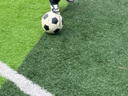 红双喜DHS足球标准5号球训练比赛机缝耐磨FS5-5 实拍图
