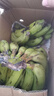 正宗甜香蕉 新鲜采摘生态种植 需催熟 青香蕉发货 9斤 实拍图